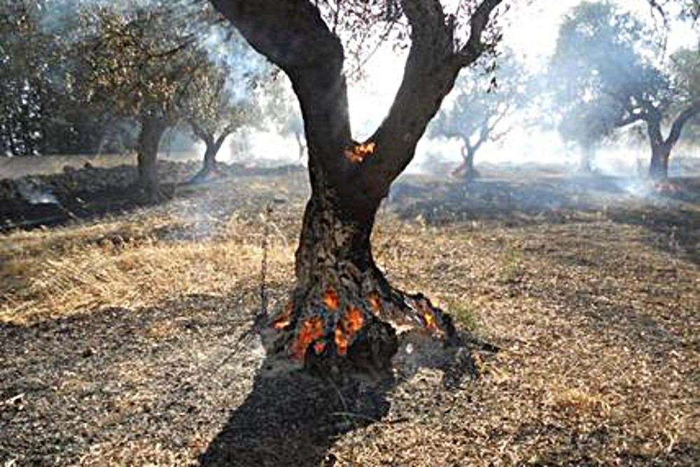 incendi ulivi secchi in Salento